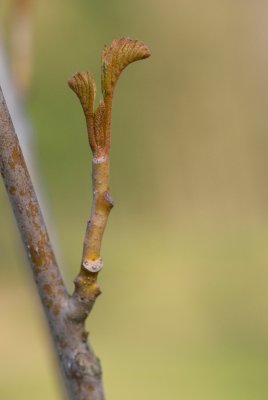 Pterocarya stenoptera 'Fern Leaf' - lapina úzkokřídlá - pupen jaro